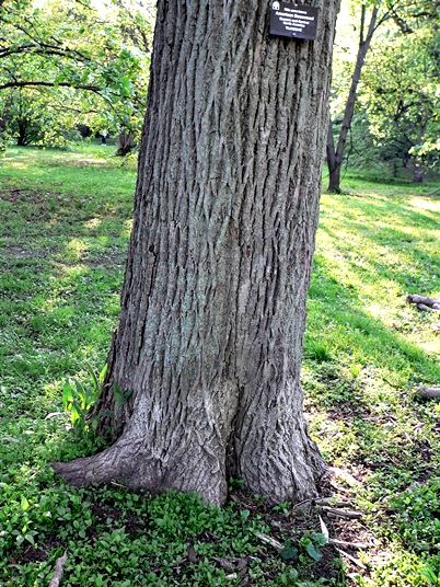 {Tilia americana}